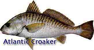 Atlantic Croaker