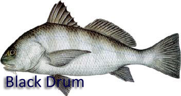 Black Drum