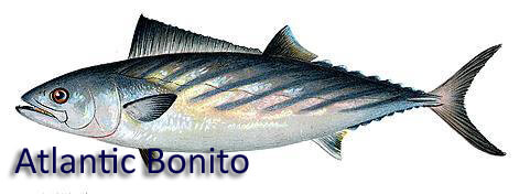 Atlantic Bonito