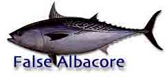 False Albacore