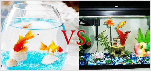 Fish Bowls Versus Fish Tanks