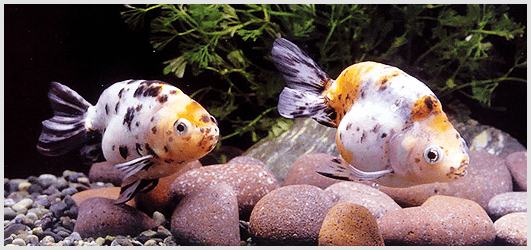 Goldfish Breeding