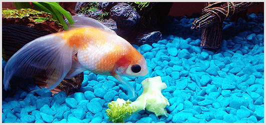 GoldFish Food