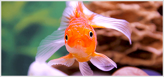 Goldfish History