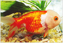 Lionhead Goldfish