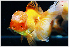 Oranda Goldfish