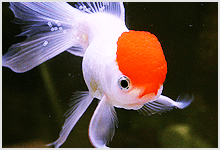 Oranda Little Red Riding Hood Goldfish
