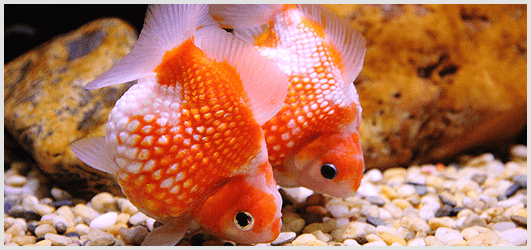 The Origin of the Goldfish Species