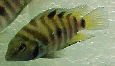 Convict Cichlid