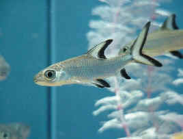 Bala Sharkfish