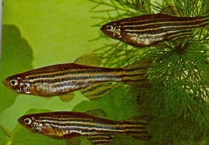 Information On Zebra Danio,Country Ribs In Oven Fast